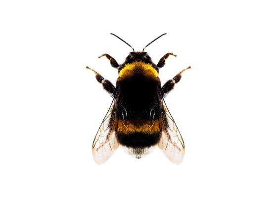 Bumblebee.png