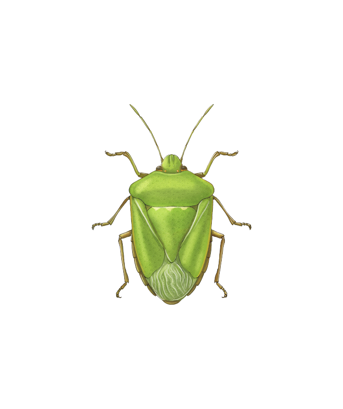 Illustration of the adult form of the Southern Green Stink bug Nezara viridula