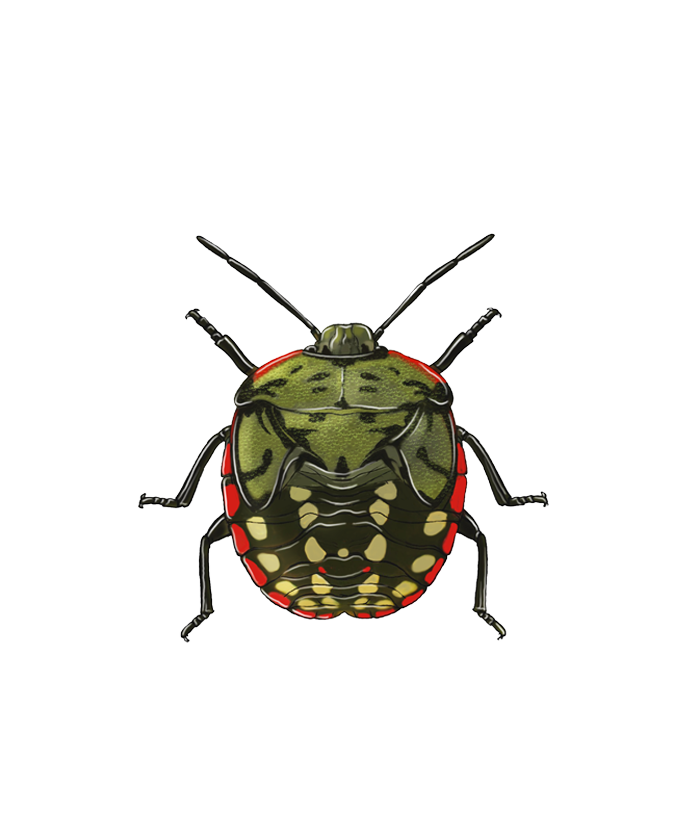 Illustration of the younger nymph of the Southern Green Stink bug Nezara viridula