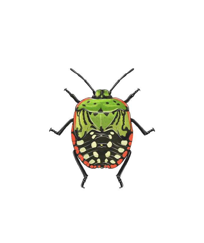 Illustration of the older nymph of the Southern Green Stink bug Nezara viridula