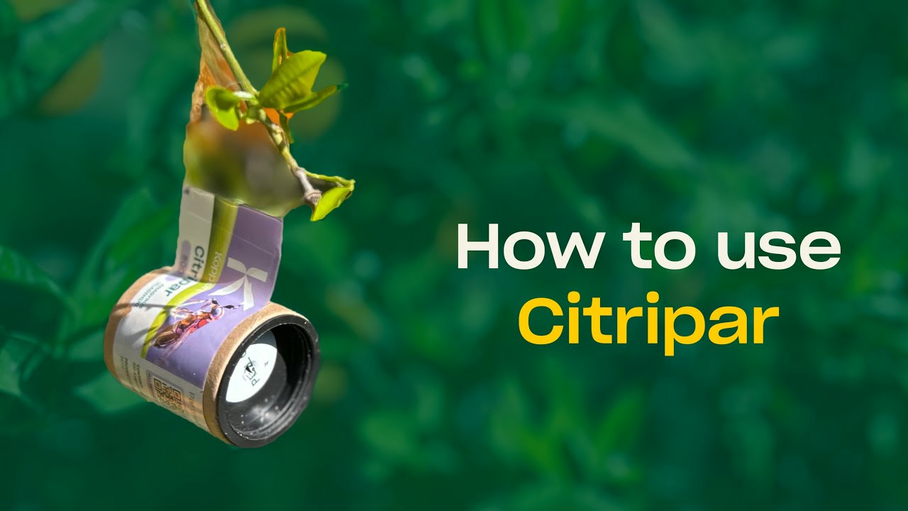 How to use Citripar from Koppert