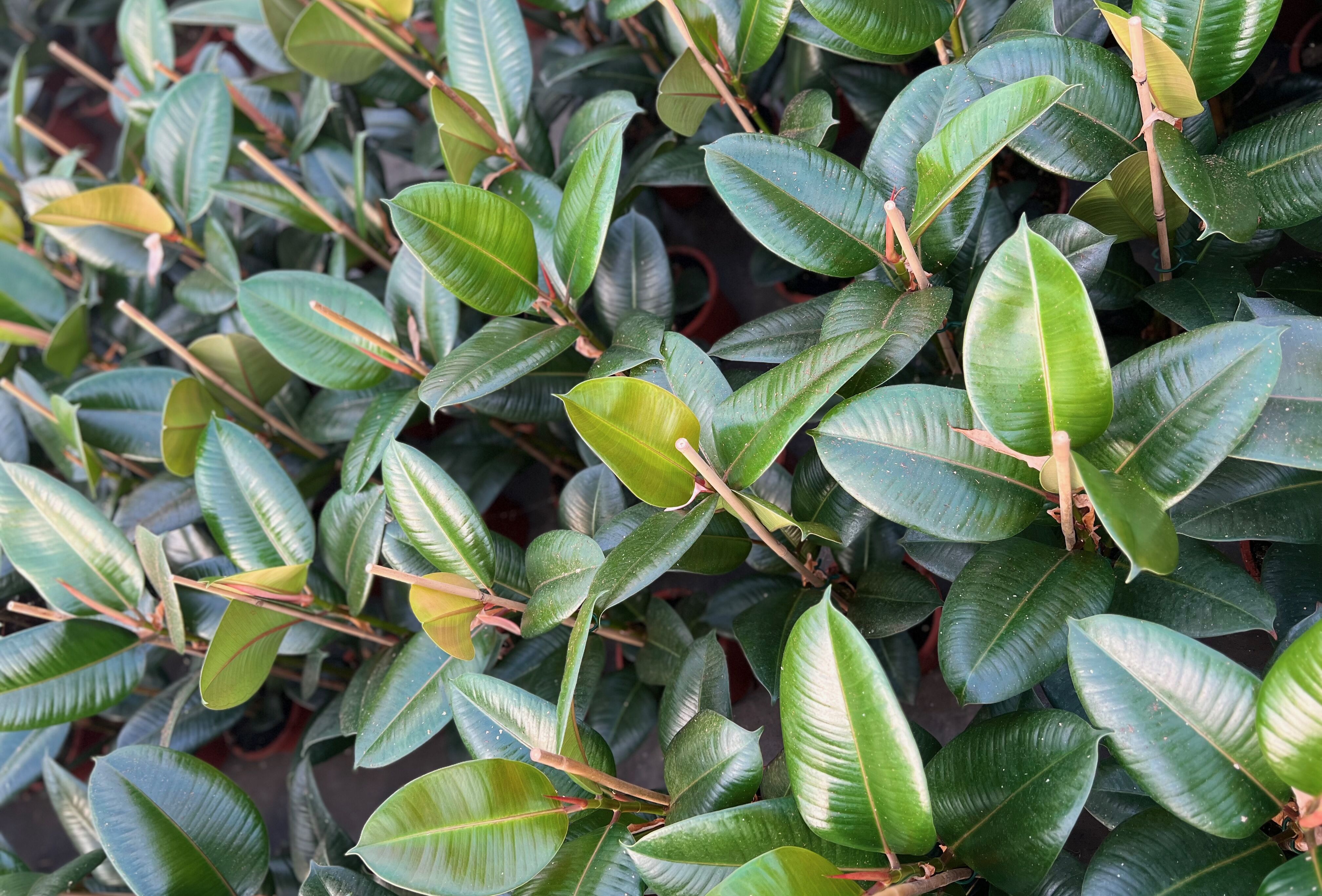 Pepertrips; een behoorlijke uitdaging die vraagt om kennis en inzicht