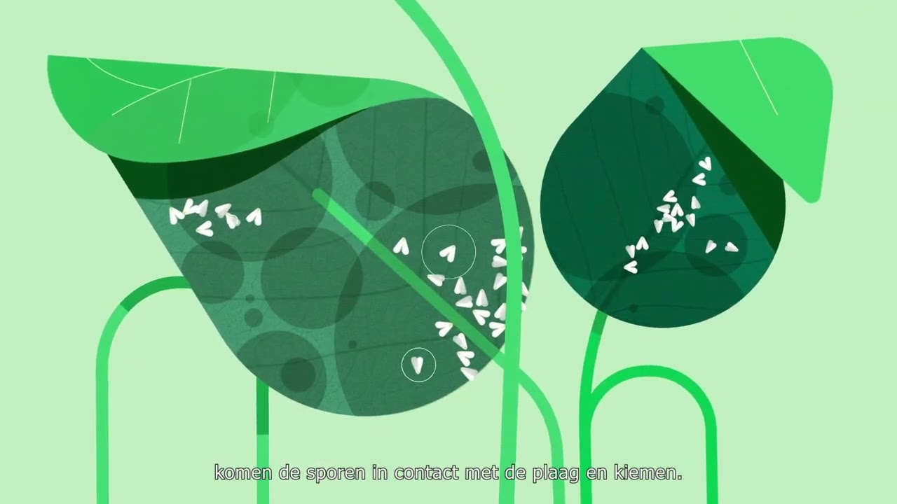 Mycotal: hoe werkt het?