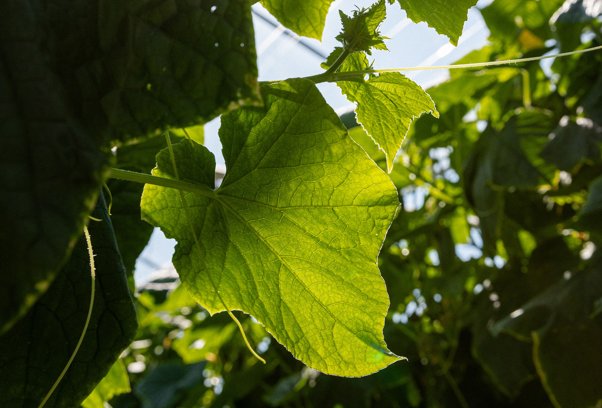 Klantevent Mertens & Koppert