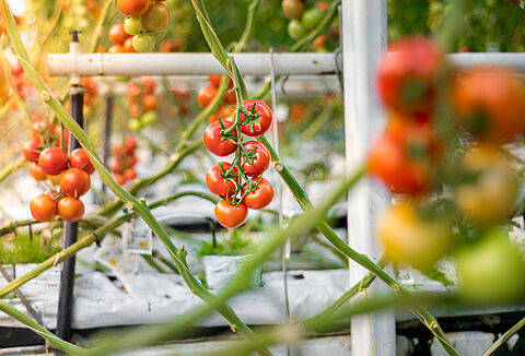Koppert pakt samen met Valto schadelijk tomatenvirus aan