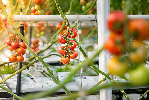 Vooruit kijken naar de nieuwe tomatenteelt