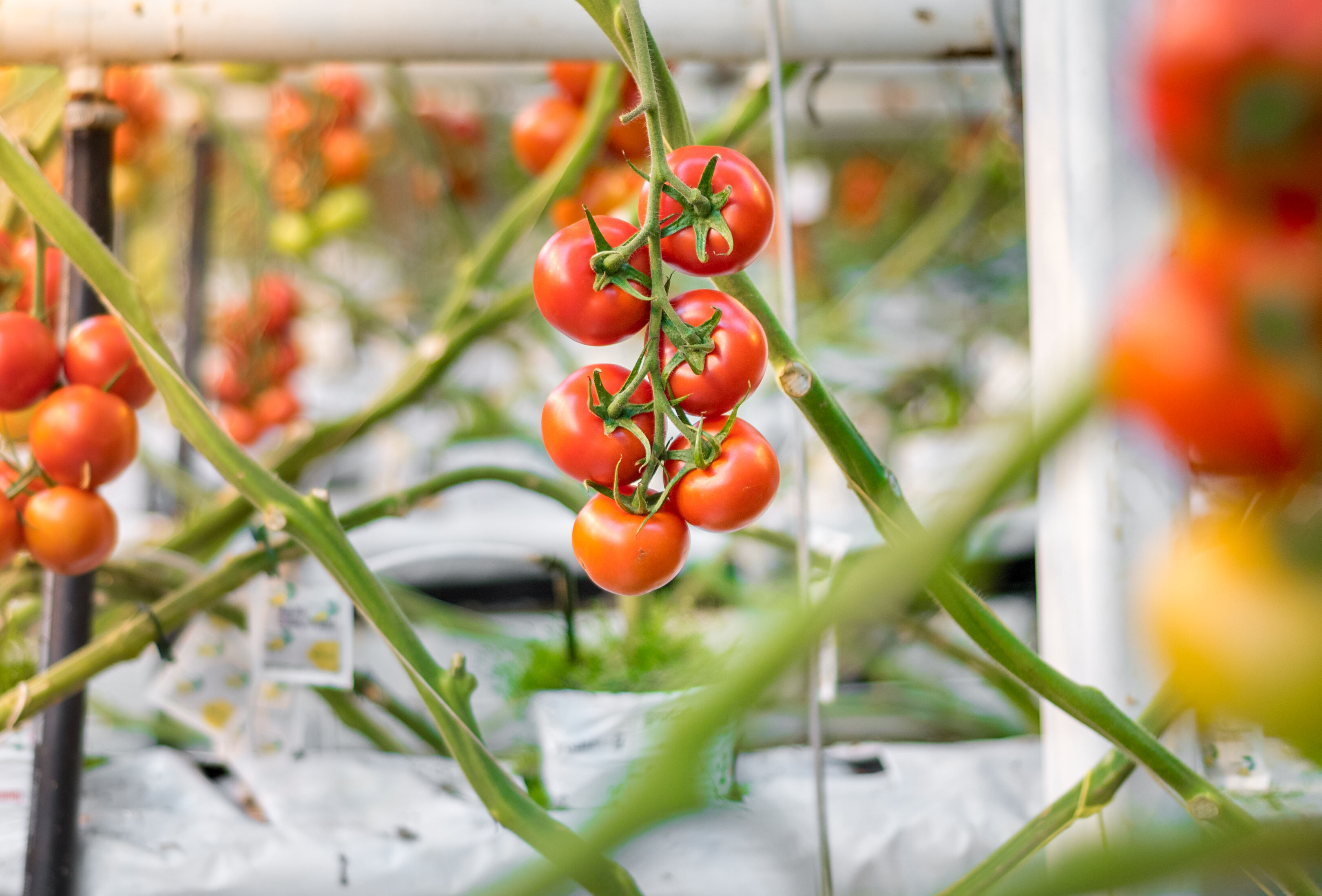 Scouten: de sleutel tot een succesvolle tomatenteelt