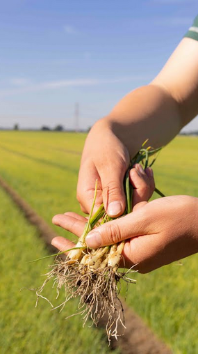 Webinar nuttige nematoden in akkerbouw - uienvlieg en bonenvlieg