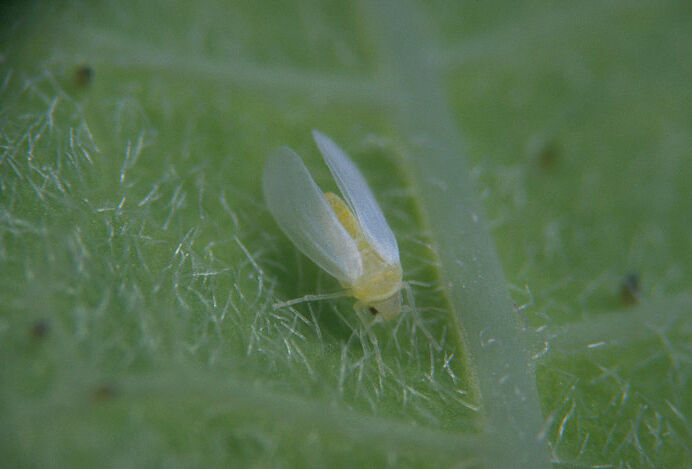 Bemisia alweer gezien in nieuwe teelten!