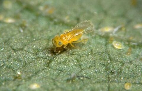 Ercal tegen witte vlieg in belichte tomaten: blijft effectief bij extreme temperaturen