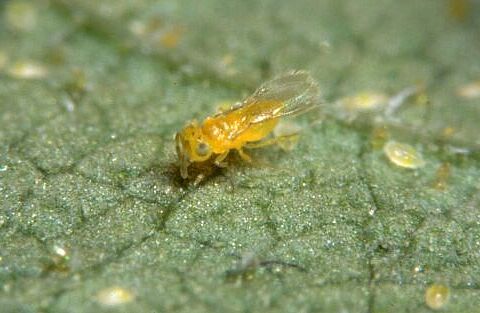 Ercal tegen witte vlieg in belichte tomaten: blijft effectief bij extreme temperaturen