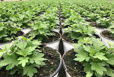 Bolchrysant, klaar voor de toekomst