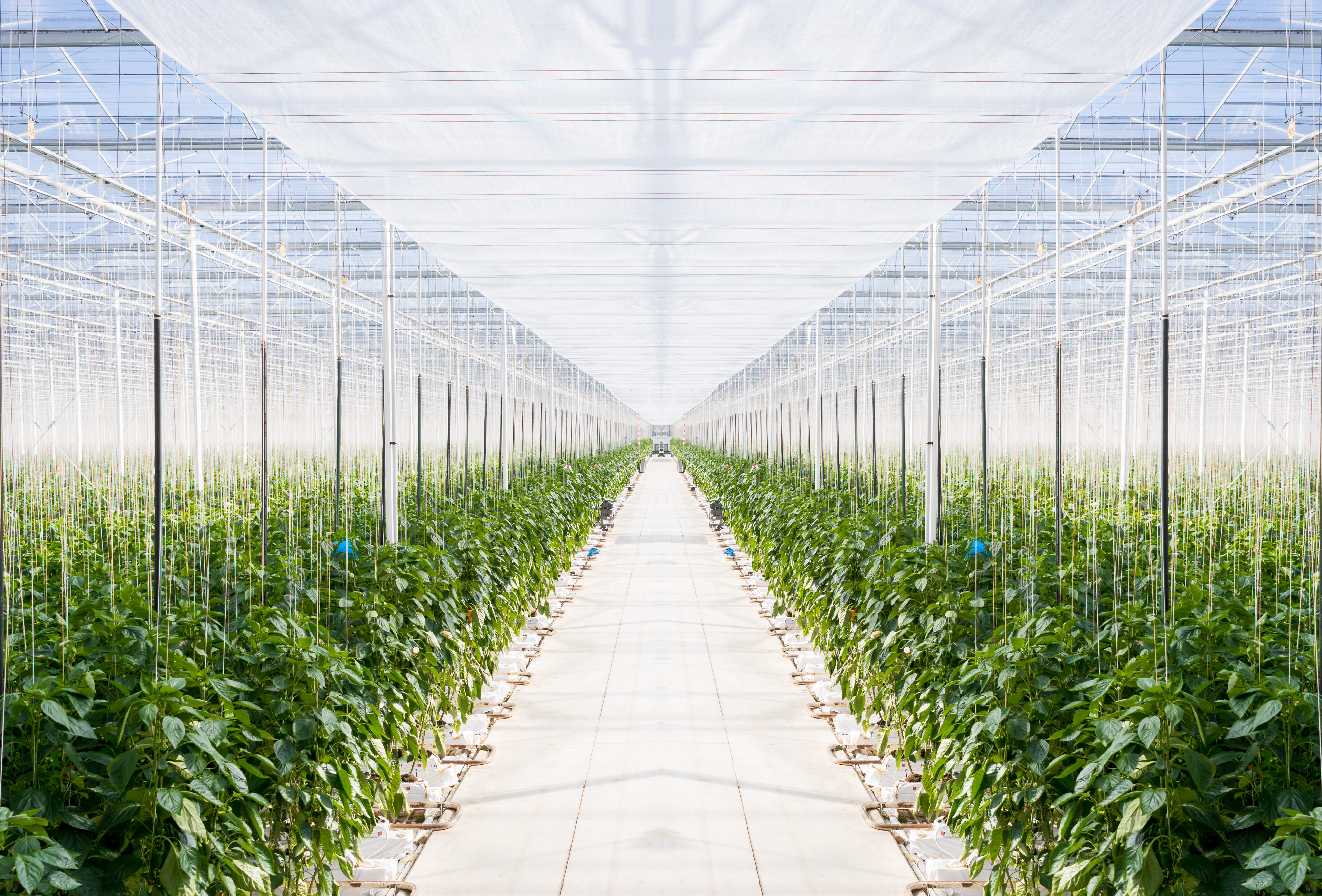 Bladluis bestrijding in paprika 2020