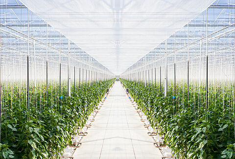 Bladluis bestrijding in paprika 2020