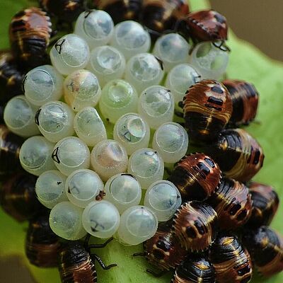 Eggs & Nymphs