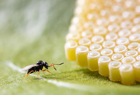 Hallo Nezapar, vaarwel schildwants!