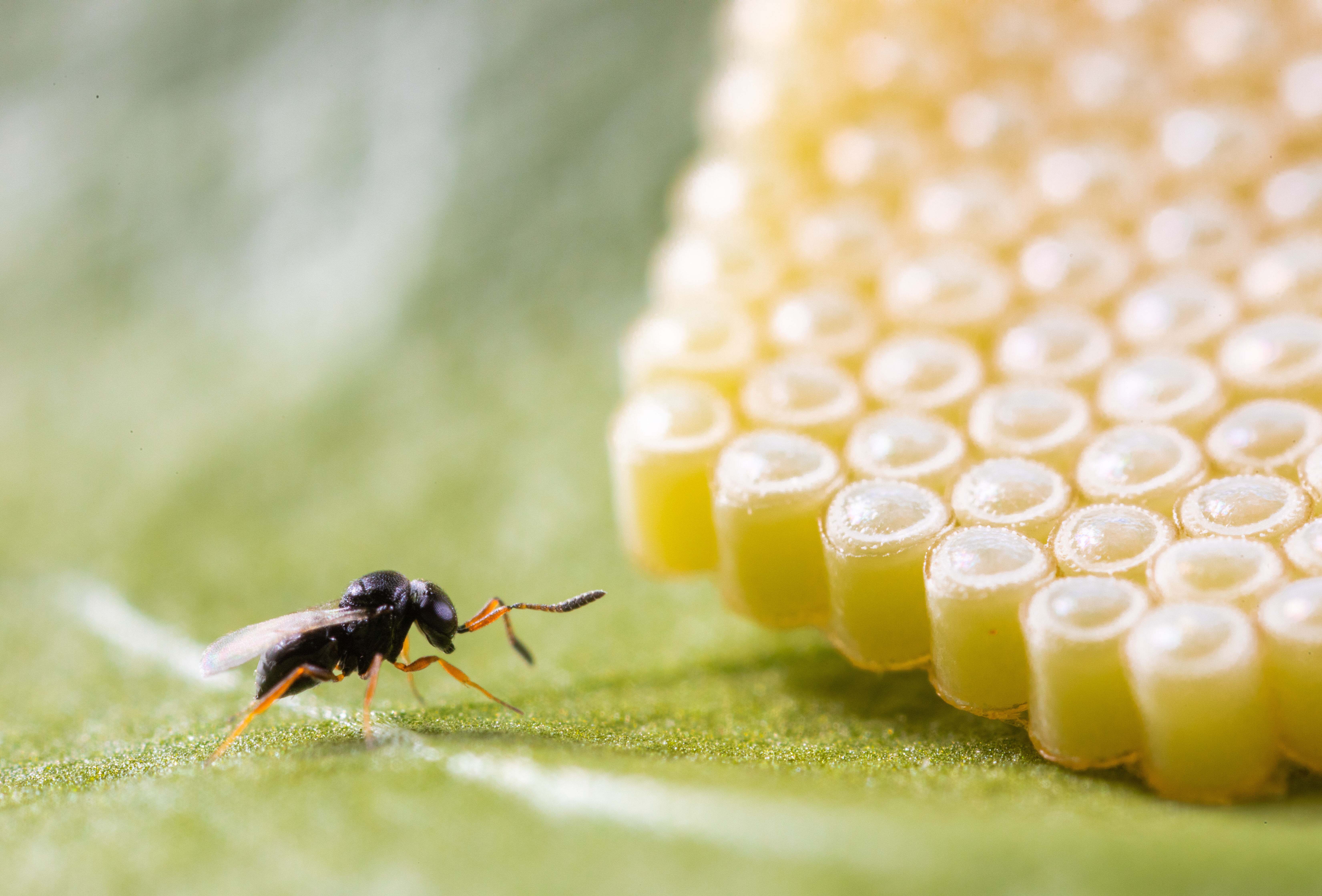 Nezapar - een veilige en natuurlijke oplossing voor destructieve stinkwantsen