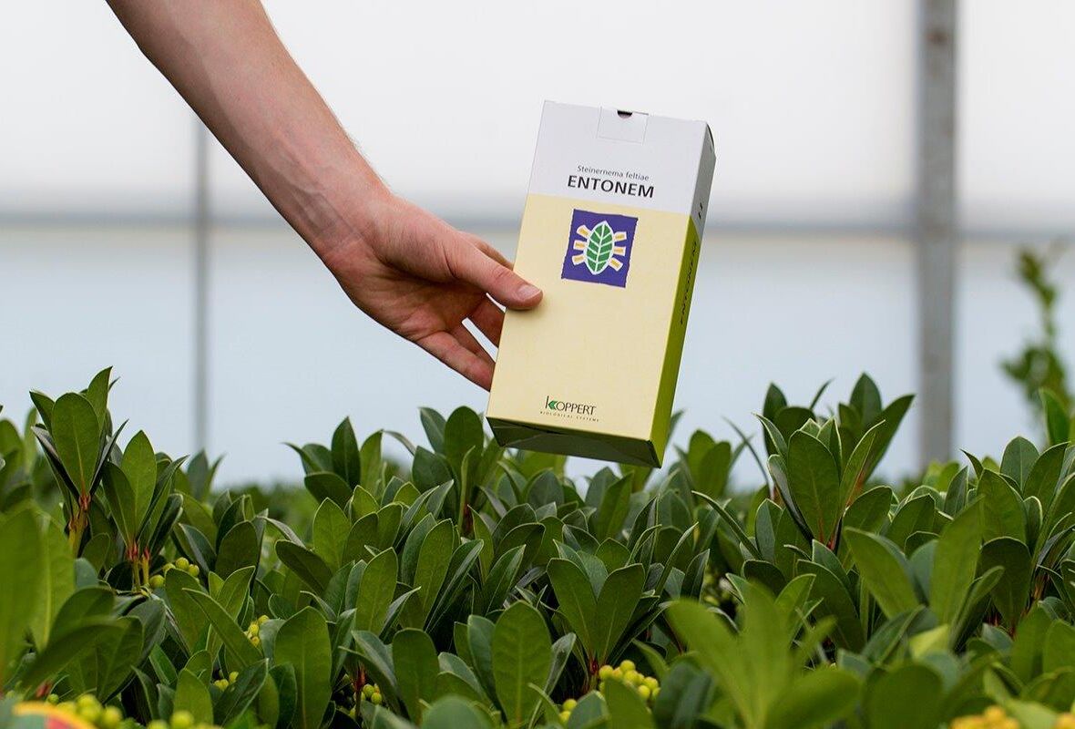 Taxuskever nu aanpakken met Entonem