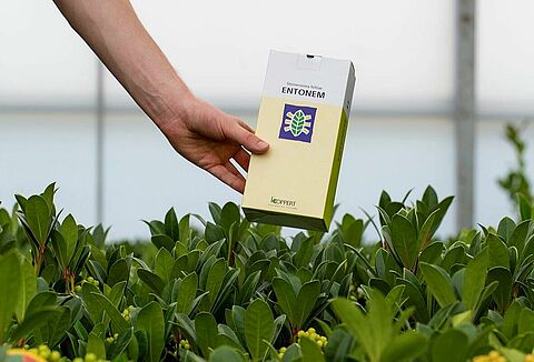 Taxuskever nu aanpakken met Entonem