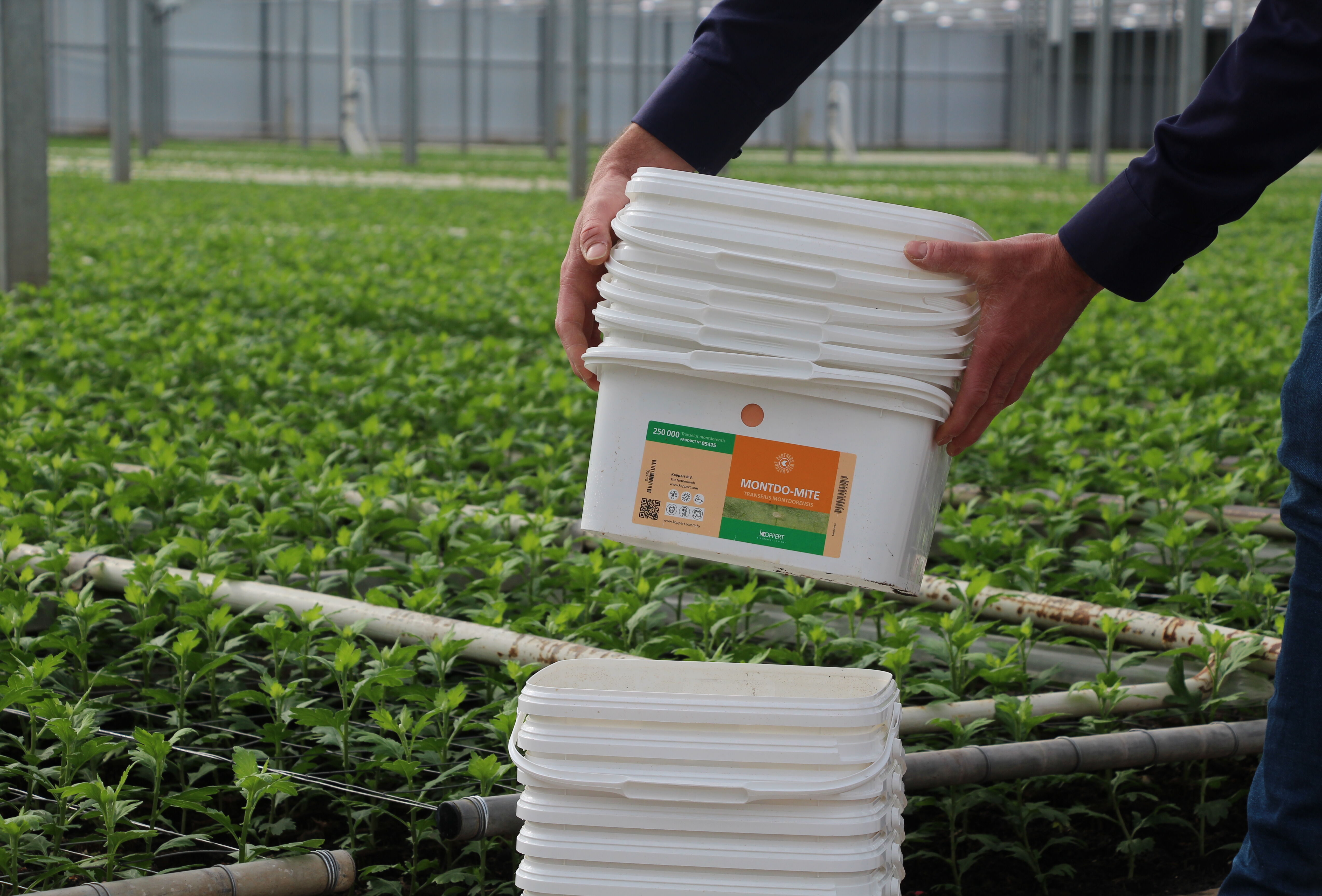 Pilotproject Koppert met afvalstromen in chrysantenteelt