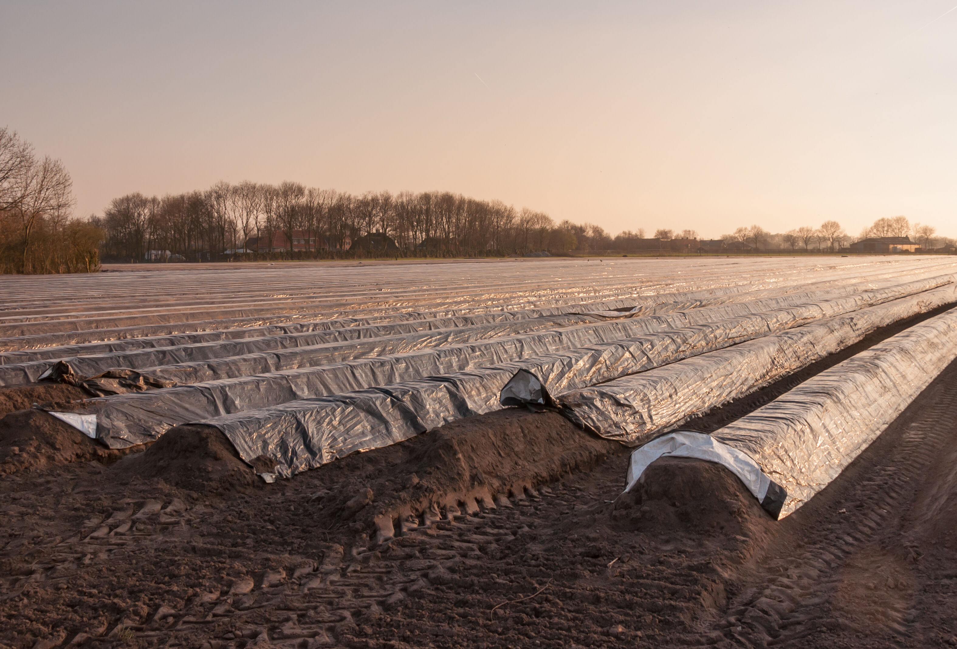 Vizier op nieuw akkerbouw- en vollegrondsgroenteseizoen