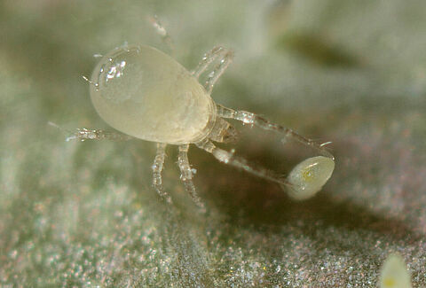 Inspiratie uit Engeland