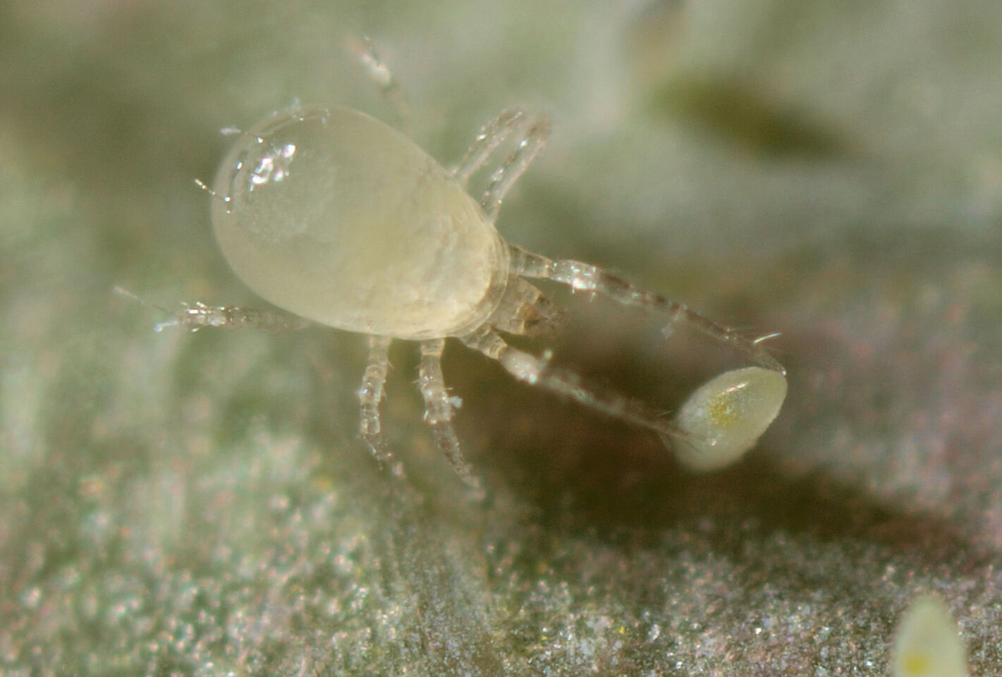 Inspiratie uit Engeland