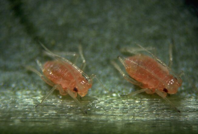 Wees alert op perzikluizen in paprika