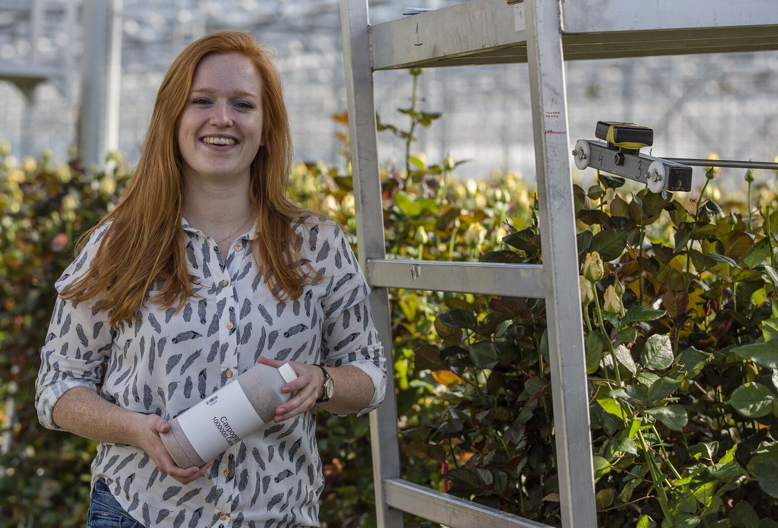 Bijvoeren van roofmijten: altijd een sterk leger in het gewas