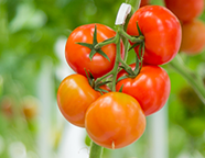 Complexe situaties in tomaat met goed overleg aanpakken