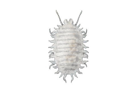 Wolluis, dopluis en schildluis