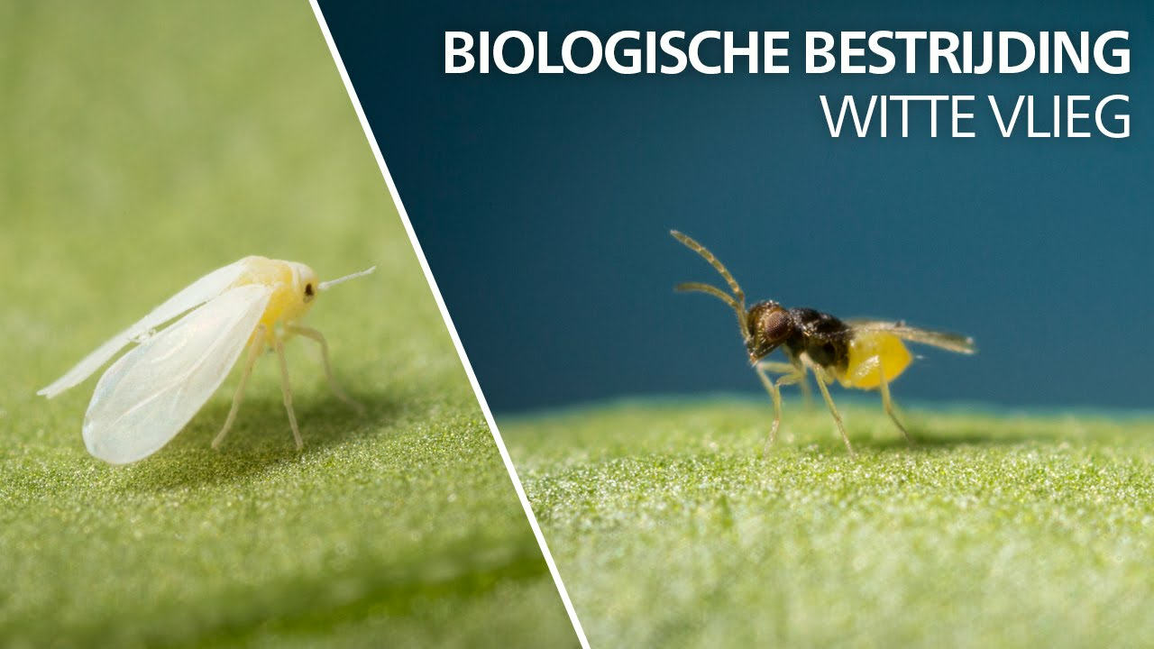 Witte vlieg bestrijding: Encarsia Formosa Witte vlieg bestrijding: Encarsia Formosa