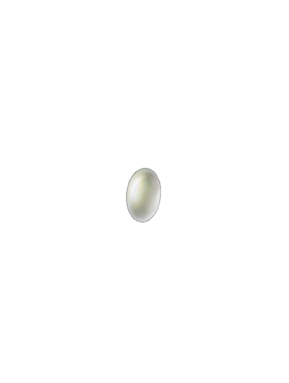 Bradysia paupera egg