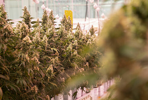 Koppert actief in markt voor legale cannabis