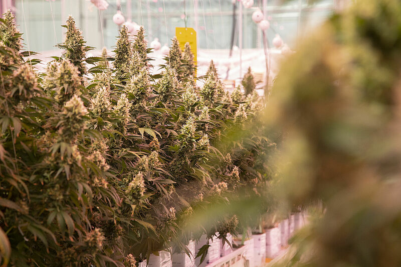 Cannabis_Koppert_Biological_Systems-10.jpg
