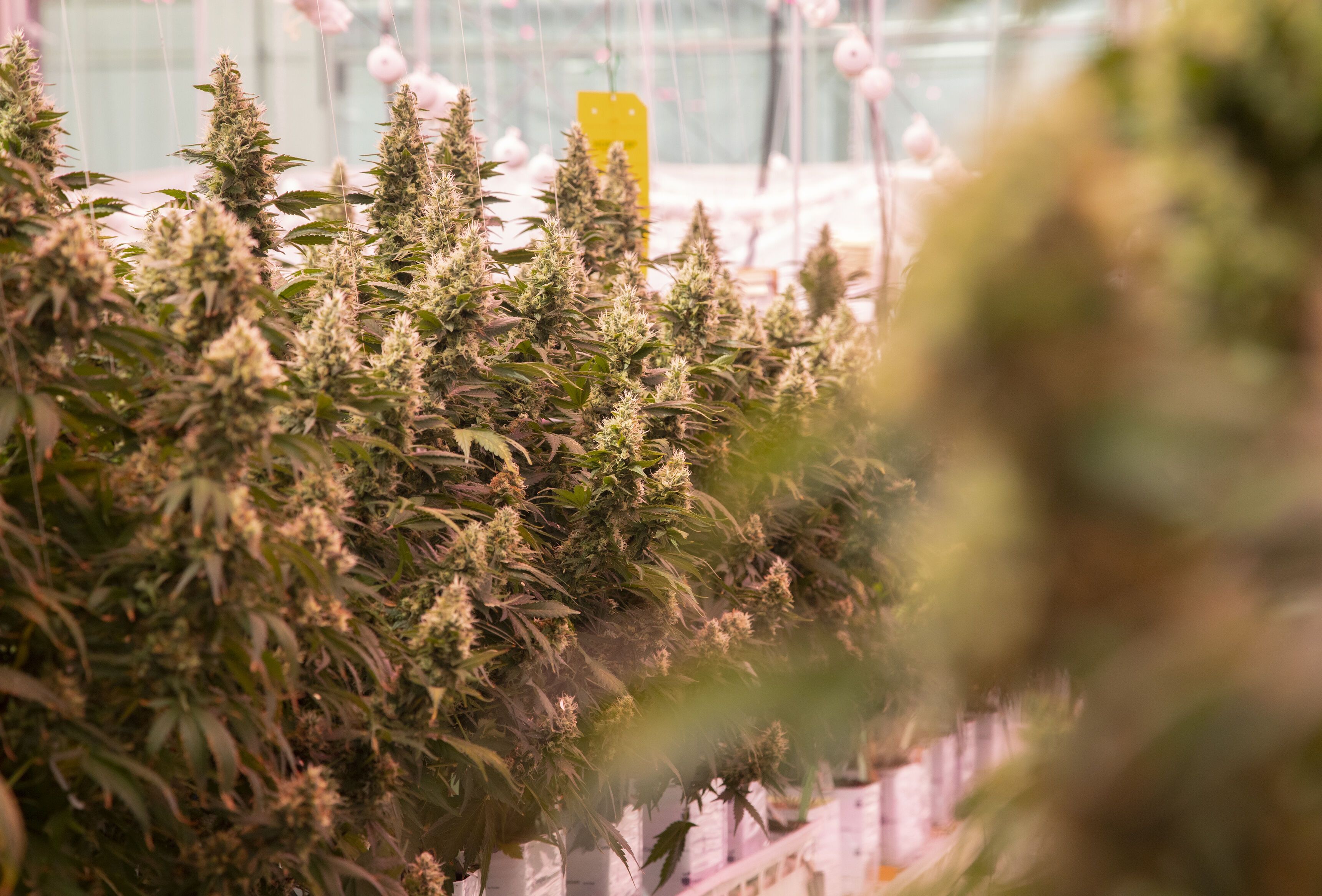 Koppert actief in markt voor legale cannabis