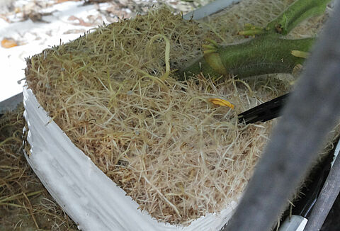 Overmatige wortelgroei, wortelknobbels