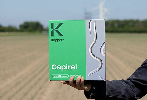 Nuttige nematoden (aaltjes) voor de bestrijding van bonenvlieg