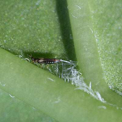 Japanese flower thrips Thrips setosus