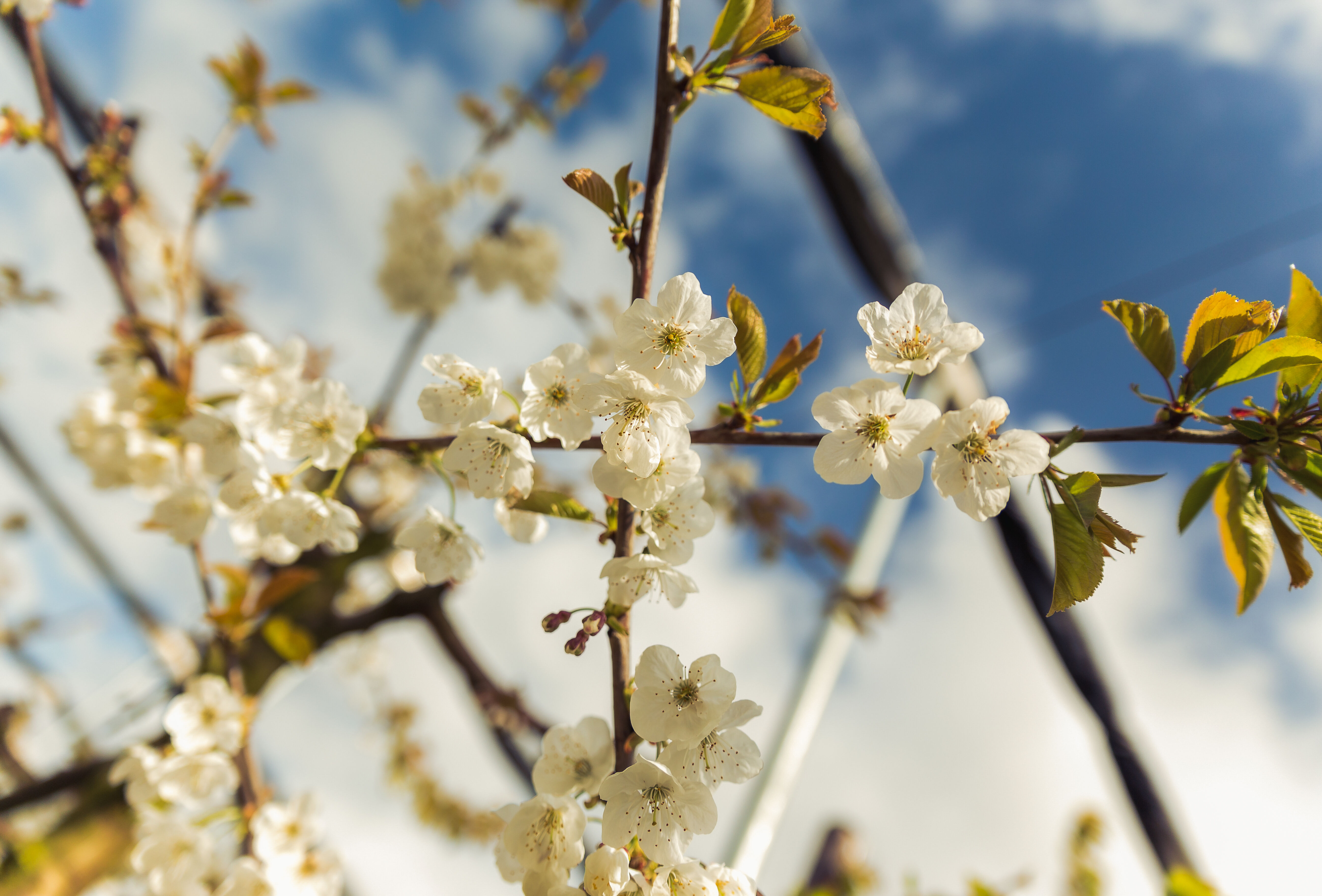 Bescherm uw planten en bloemen tegen vorstschade
