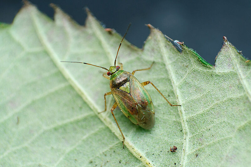 Lygus_rugulipennis_Koppert_BIological_Systems-4.jpg