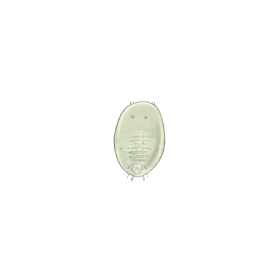 Greenhouse whitefly Trialeurodes vaporariorum third instar larva