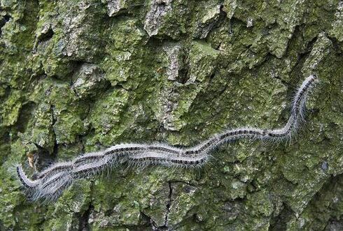 Eikenprocessierups bestrijden met aaltjes een goed alternatief
