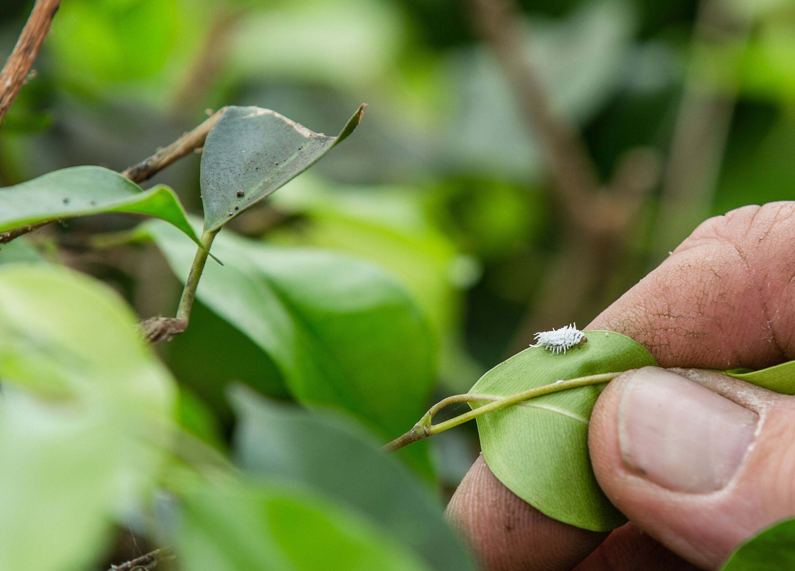 Nieuwe Cryptobug-L van Koppert vervangt chemische aanpak wolluis