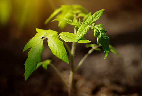 Natuurlijk telen; feit of fabel