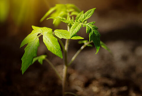 11 november is de dag…