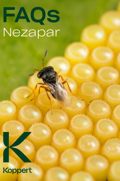 Nezapar FAQ