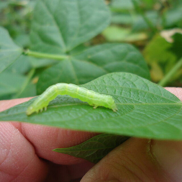 Soybean looper Chrysodeixis includens Larva
