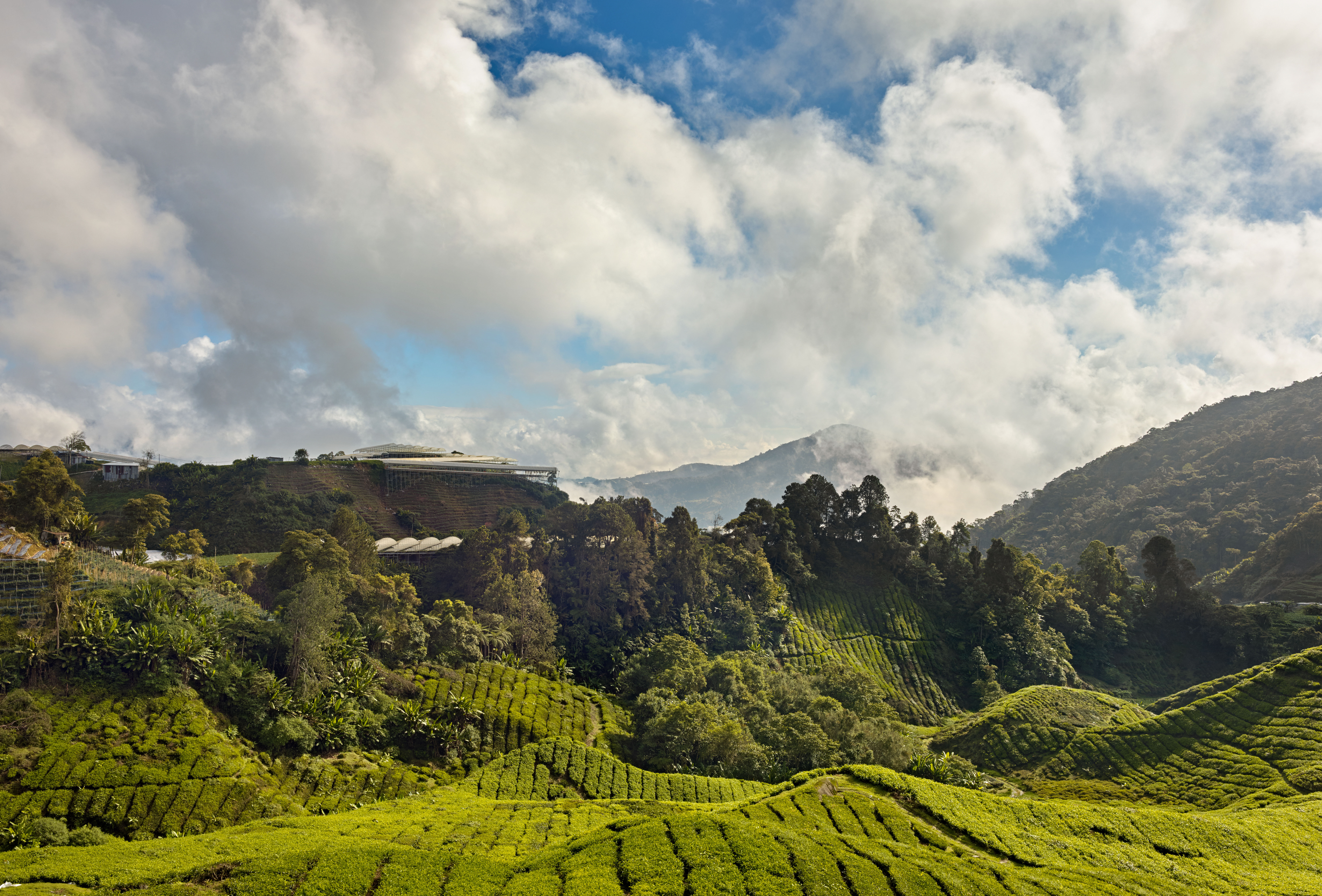 Wereldmilieudag - herstel van ecosystemen
