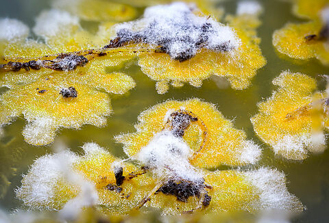 Ik zie, ik zie, wat jij niet ziet